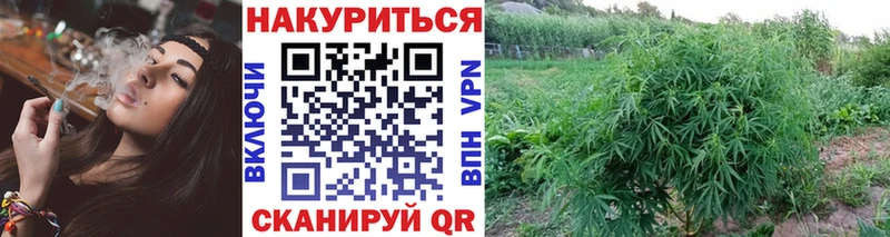 наркота  Котельнич  Канабис MAZAR 